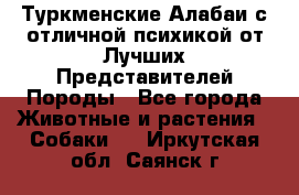 Туркменские Алабаи с отличной психикой от Лучших Представителей Породы - Все города Животные и растения » Собаки   . Иркутская обл.,Саянск г.